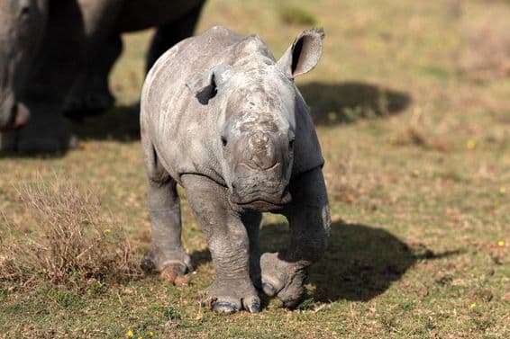 Ein neugeborenes weißes Nashorn