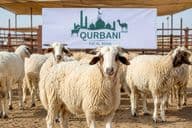 Qurbani Vorbereitungen in Dubai