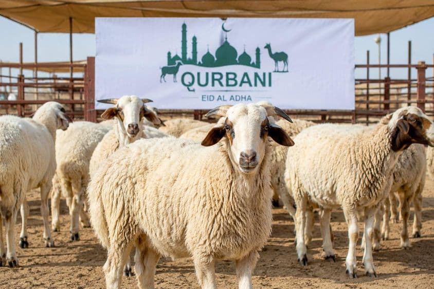 Qurbani Vorbereitungen in Dubai