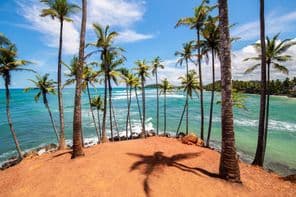 Die Palmen von Mirissa, Sri Lanka